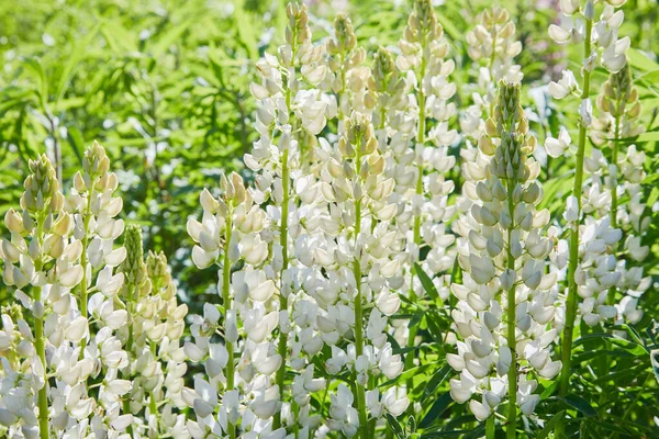 白ルピナス ルピナス ルピナス の花を草地に咲かせます 満開のルパン — ストック写真