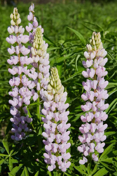 Pink Lupine Lupinus Lupin Flower Blooming Meadow Lupins Full Bloom — Stock Photo, Image
