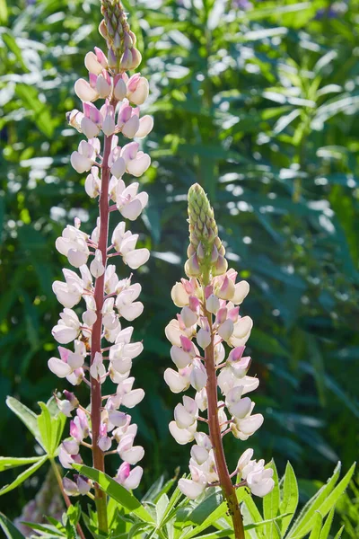 Rosa Lupin Lupinus Lupin Blommar Ängen Lupiner Full Blom — Stockfoto