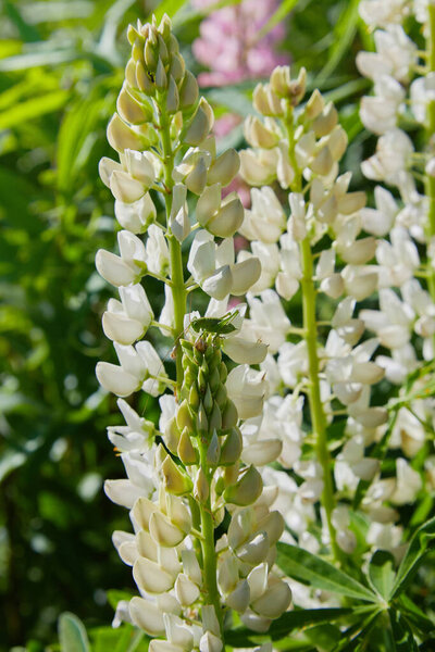 White lupine (Lupinus, lupin) flower Blooming in the meadow. Lupins in full bloom.