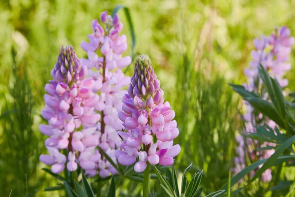 Rosa Lupin Lupinus Lupin Blommar Ängen Lupiner Full Blom — Stockfoto