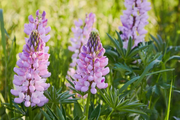 Rosa Altramuz Lupinus Altramuz Flor Floreciendo Prado Lupins Plena Floración — Foto de Stock