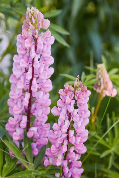 Rosa Altramuz Lupinus Altramuz Flor Floreciendo Prado Lupins Plena Floración — Foto de Stock