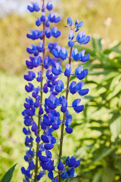 Niebieski Łubin Lupinus Łubin Kwiat Kwitnący Łące Lupiny Pełnym Rozkwicie — Zdjęcie stockowe