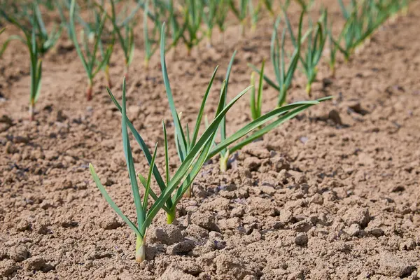 Ajo Verde Joven Que Crece Jardín Cosecha Primavera Filas Suelo — Foto de Stock