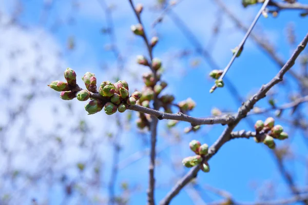 Zweig Eines Kirschbaums Mit Geschwollenen Knospen Junge Grüne Nieren Entwickeln — Stockfoto