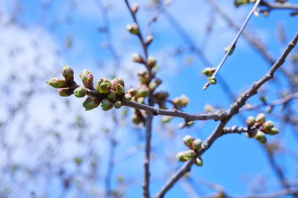 Branch Cherry Tree Swollen Buds Young Green Kidneys Begin Develop — Stock Photo, Image