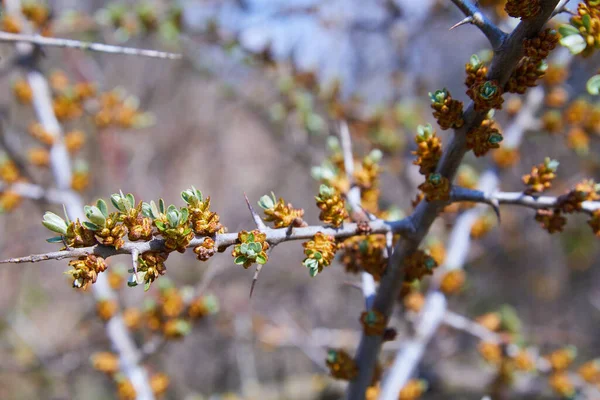 Ramo Mar Buckthorn Com Rins Arbusto Mar Buckthorn Coberto Com — Fotografia de Stock