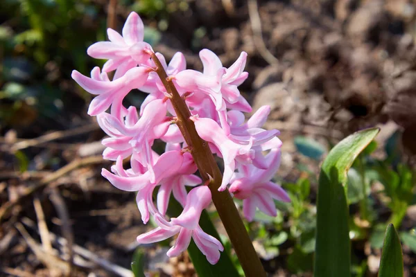 Het Kweken Van Hyacint Bloemen Met Groene Bladeren Voorjaarsbloemen Het — Stockfoto