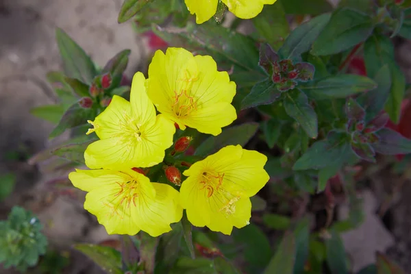 Bahçedeki Common Evening Primrose Oenothera Biennis Oenothera Çuha Çiçeği Sıradan — Stok fotoğraf