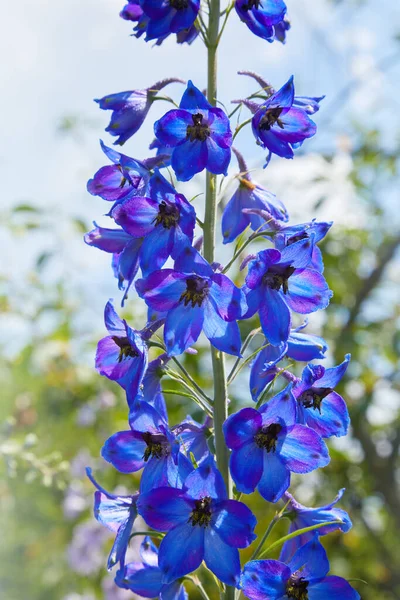 Zbliżenie Kwiatu Elatum Delphinium Rozkwicie Fioletowe Niebieskie Kwiaty Larkspur Pagan — Zdjęcie stockowe