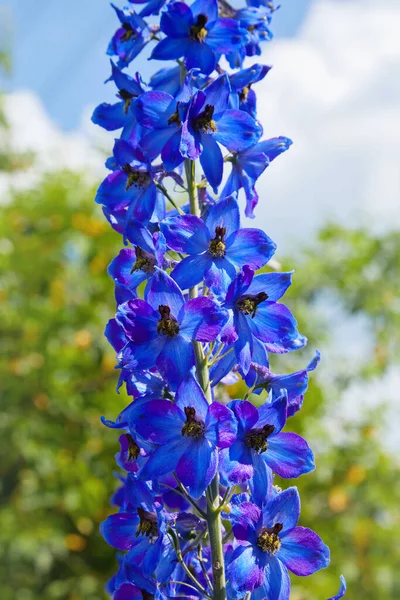 Закрыть Цветущий Цветок Дельфинария Пурпурно Синие Цветки Larkspur Pagan Purples — стоковое фото