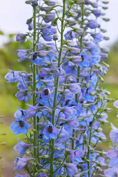 Primer Plano Flor Delphinium Elatum Flor Flores Azules Púrpuras Larkspur — Foto de Stock