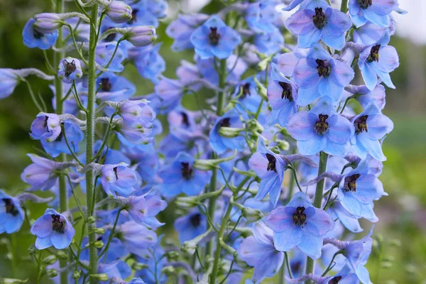 Zbliżenie Kwiatu Elatum Delphinium Rozkwicie Fioletowe Niebieskie Kwiaty Larkspur Pagan — Zdjęcie stockowe