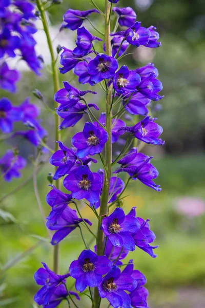 Primer Plano Flor Delphinium Elatum Flor Flores Azules Púrpuras Larkspur — Foto de Stock