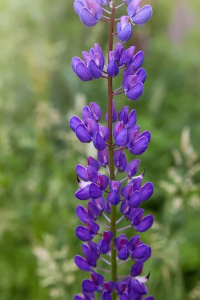 Violette Lupine Lupinus Lupine Bloem Bloeiend Het Weiland Lupine Volle — Stockfoto