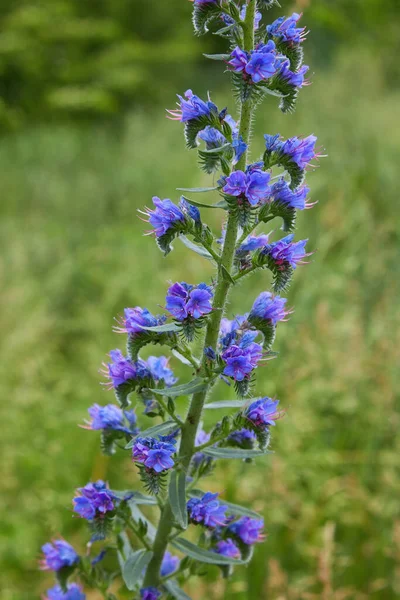 Hysop Bloemtak Hyssopus Officinalis Het Veld Troebele Achtergrond Close — Stockfoto