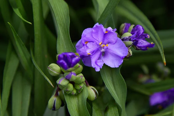 Araignée Virginie Tradescantia Virginiana Ferme Dans Jardin Tradescantia Ohiensis Communément — Photo