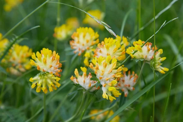 Close Alpine Rim Vetch Anthyllis Vulneraria Flores Kidneyvetch Comum — Fotografia de Stock