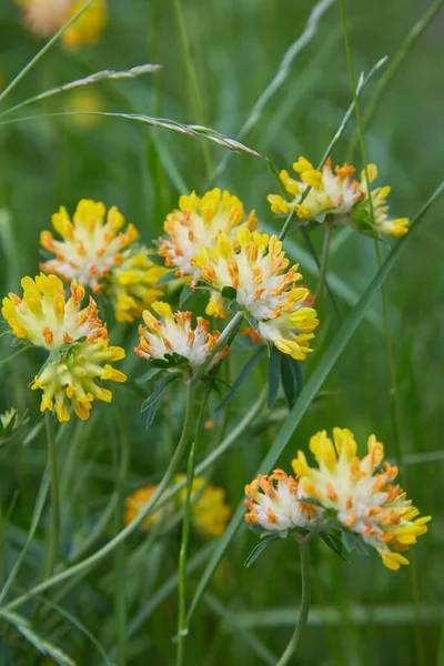 Close Alpine Rim Vetch Anthyllis Vulneraria Flores Kidneyvetch Comum — Fotografia de Stock