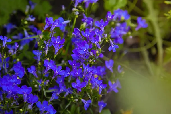 Niebieski Fioletowy Lobelia Erinus Sapphire Kwiaty Lub Obrzeża Lobelia Ogród — Zdjęcie stockowe