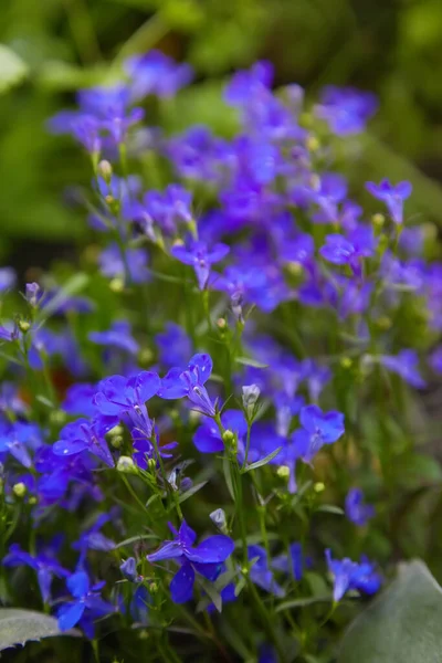 Niebieski Fioletowy Lobelia Erinus Sapphire Kwiaty Lub Obrzeża Lobelia Ogród — Zdjęcie stockowe