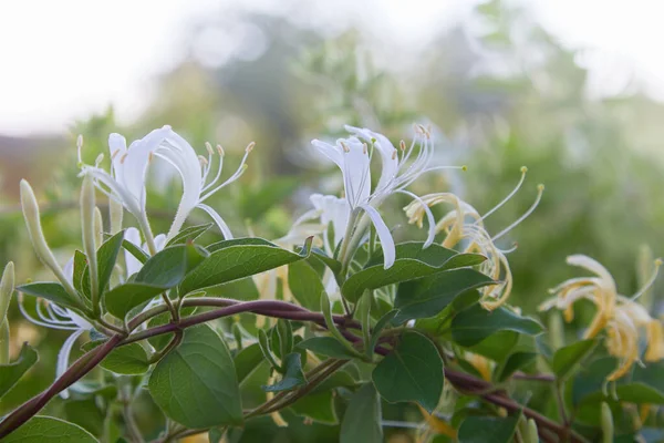 Çiçek açan beyaz-sarı hanımeli (Woodbine). Lonicera japonica Thunb veya Japon hanımeli bahçede sarı ve beyaz çiçek