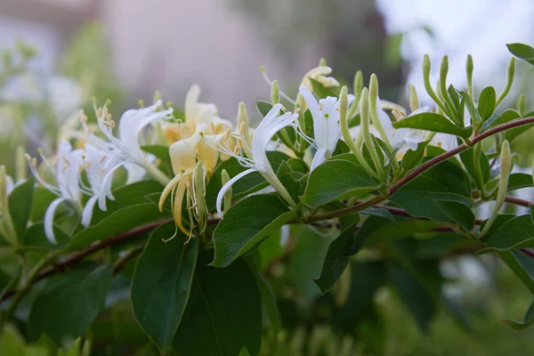 花色は白黄色のハニーサックル Woodbine 庭に咲くスイカズラの黄色と白の花 — ストック写真