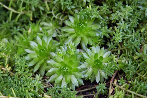 植物半胚状花序花 花的半身像 Spervivum Arachnoideum 半身像植物 中草药 是一种非常健康的植物 — 图库照片