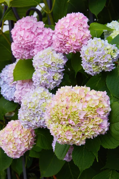 라일락 Hydrangea Hydrangea Macrophylla 정원에서 여름에 피어나고 Hydrangea Macrophylla 텐시아 — 스톡 사진