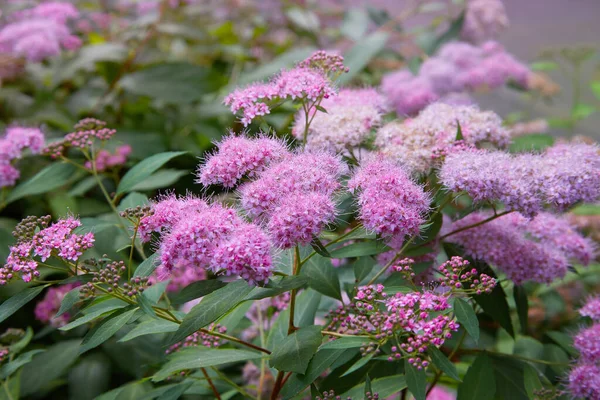 Güzel pembe Petunya (Petunya boş) Bahçe yumuşak odak çiçekler. 