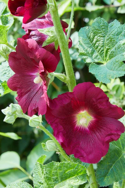 Malva Silvestris Malva Almíscar Malva Alcea Malva Folhas Cortadas Malva — Fotografia de Stock