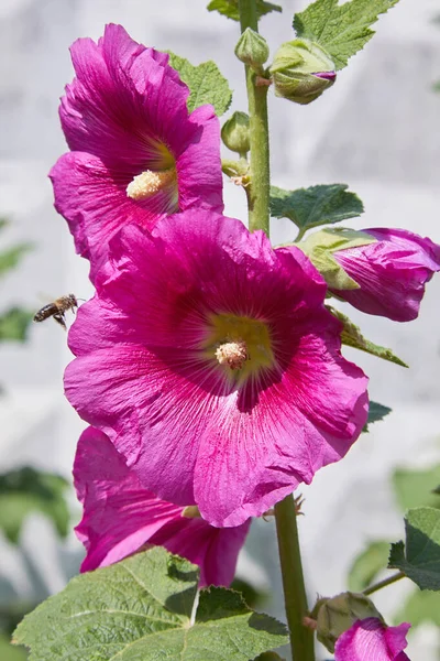 Malva Silvestris 盛开的麝香软糖 Malva Alcea Cut Leaved Mallow Vervain Mallow — 图库照片