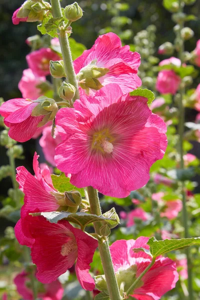 Malva Silvestris 盛开的麝香软糖 Malva Alcea Cut Leaved Mallow Vervain Mallow — 图库照片