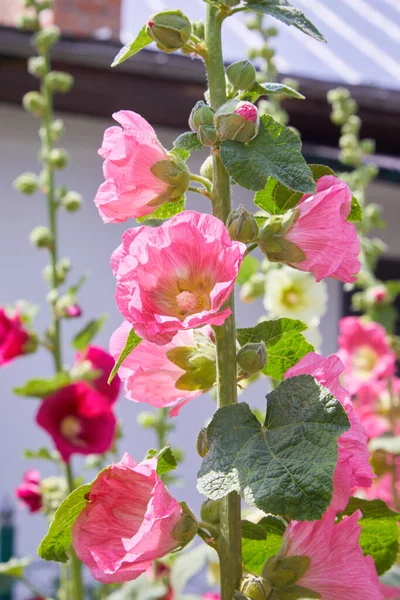 Malva Silvestris Guimauve Musquée Fleurs Malva Alcea Guimauve Feuilles Coupées — Photo