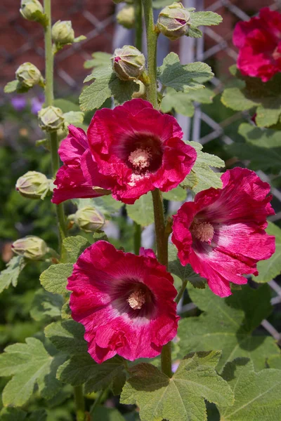 Malva Silvestris 盛开的麝香软糖 Malva Alcea Cut Leaved Mallow Vervain Mallow — 图库照片