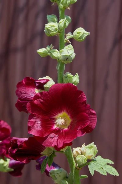 Malva Silvestris 盛开的麝香软糖 Malva Alcea Cut Leaved Mallow Vervain Mallow — 图库照片