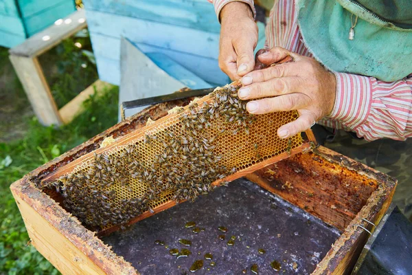 蜂や蜂蜜とハニカム 養蜂家は蜂でいっぱいのハニカムを持っています 猿でハニカムフレームを検査する男 — ストック写真