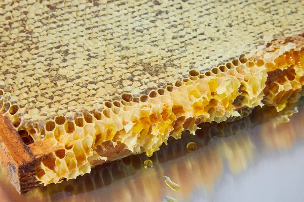 Des Nids Abeilles Frais Isolés Sur Fond Blanc Apiculture Récolte — Photo