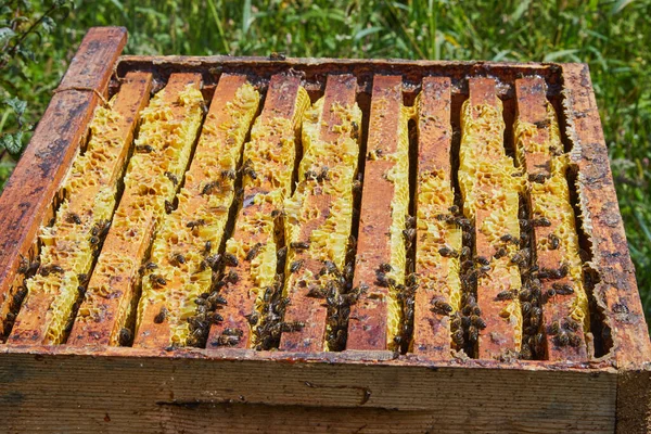 Honeycomb Bees Honey Beekeeper Holding Honeycomb Full Bees Man Inspecting — Stock Photo, Image