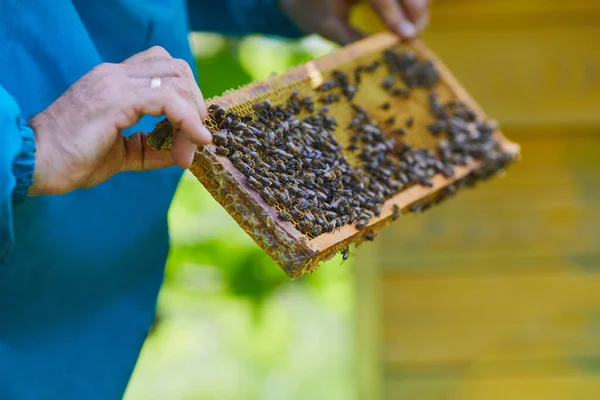 Wabe Mit Bienen Und Honig Imker Mit Einer Bienenwabe Voller — Stockfoto