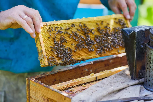 Panal Con Abejas Miel Apicultor Sosteniendo Panal Lleno Abejas Hombre — Foto de Stock