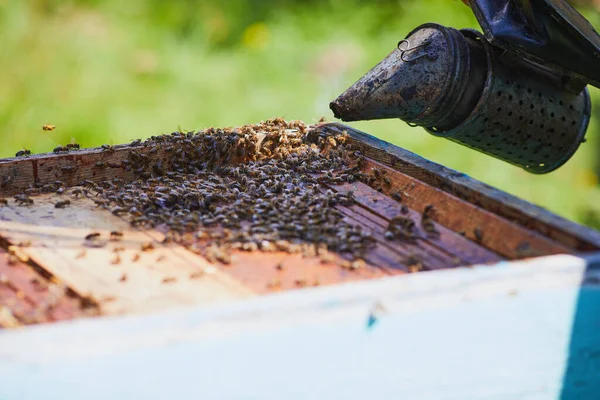 蜂や蜂蜜とハニカム 養蜂家は蜂でいっぱいのハニカムを持っています 猿でハニカムフレームを検査する男 — ストック写真