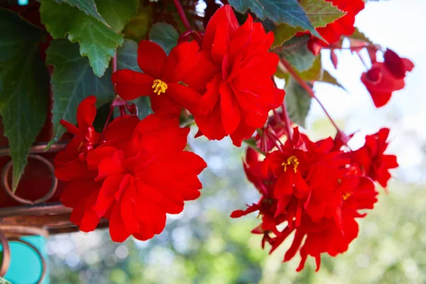 Многочисленные Яркие Цветы Бугорчатых Бегоний Begonia Tuberhybrida Саду — стоковое фото
