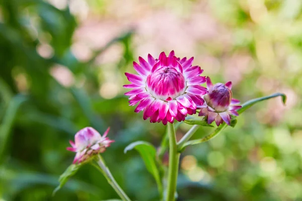 Helichrysum Straw Flower Blooming Outdoors Helichrysum Bracteatum — Stock Photo, Image