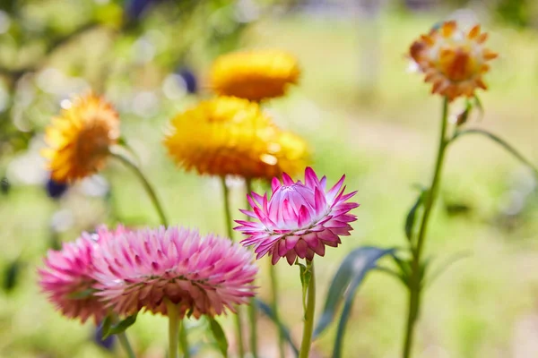 Helichrysum Straw Flower Blooming Outdoors Helichrysum Bracteatum — Stock Photo, Image