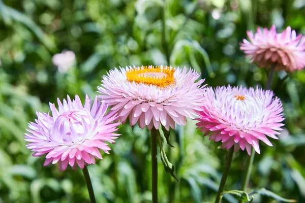 Helichrysum Straw Flower Blooming Outdoors Helichrysum Bracteatum — Stock Photo, Image