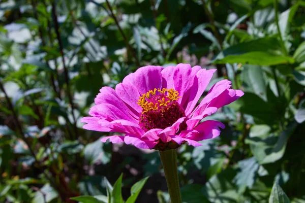 Beautiful Colorful Zinnia Flower Blooming Garden Red Pink Orange White — Stock Photo, Image