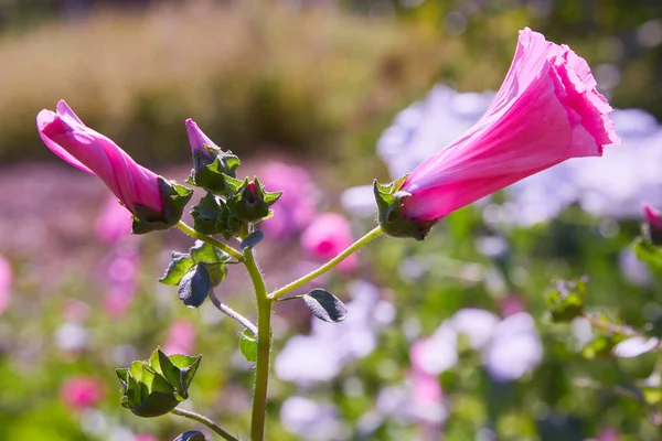 Lavatera Trimestris Güzel Çiçekler Tomurcukları Closeup Yıllık Ebegümeci Gül Ebegümeci — Stok fotoğraf