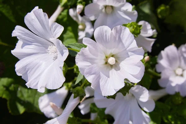 Closeup Belas Flores Botões Lavatera Trimestris Malva Anual Rosa Malva — Fotografia de Stock